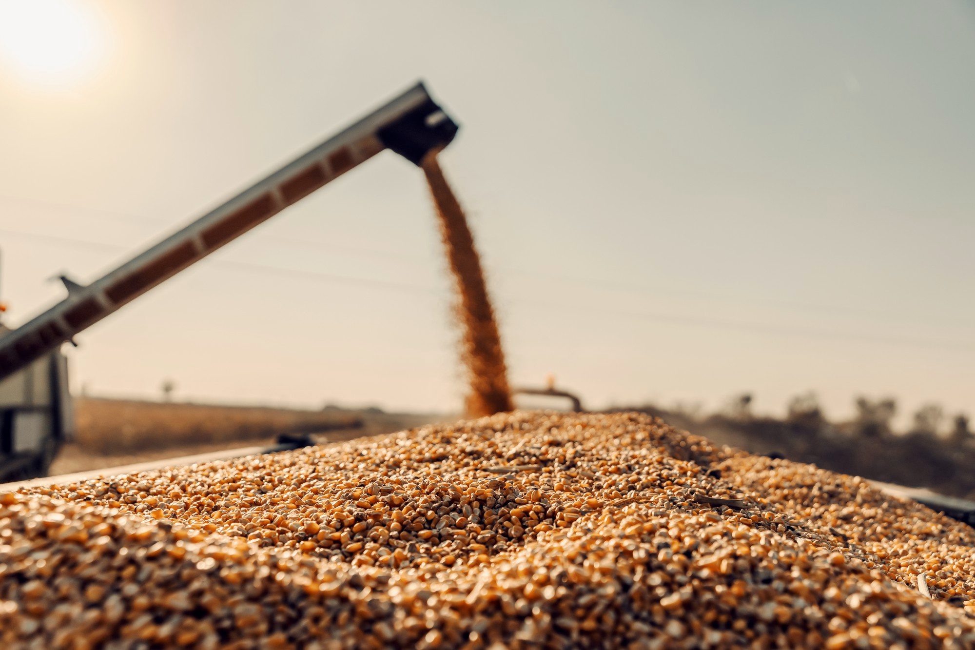 Molinos Agro Facility